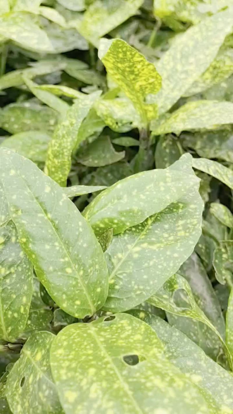苗圃直供花境耐阴植物洒金珊瑚地苗洒金珊瑚杯苗易成活价实惠