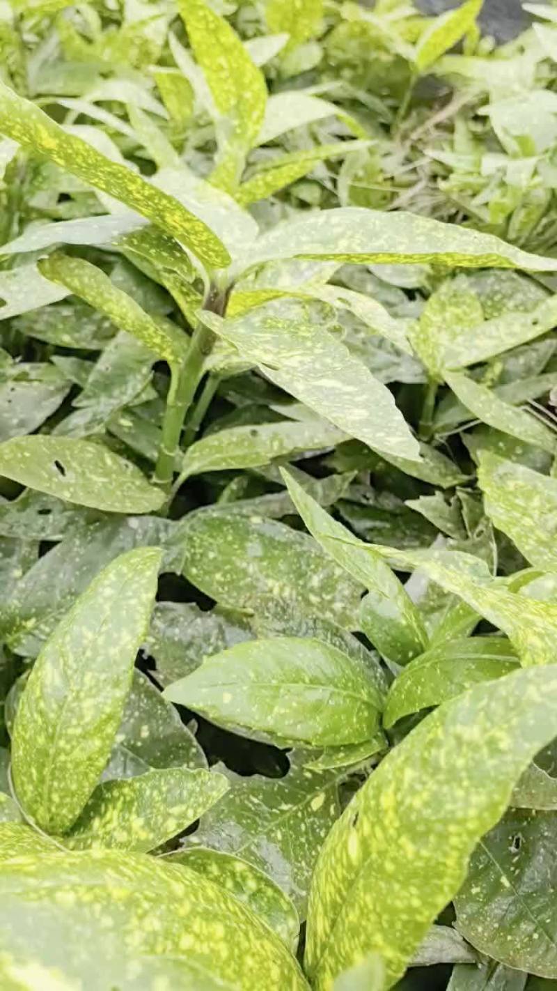 苗圃直供花境耐阴植物洒金珊瑚地苗洒金珊瑚杯苗易成活价实惠