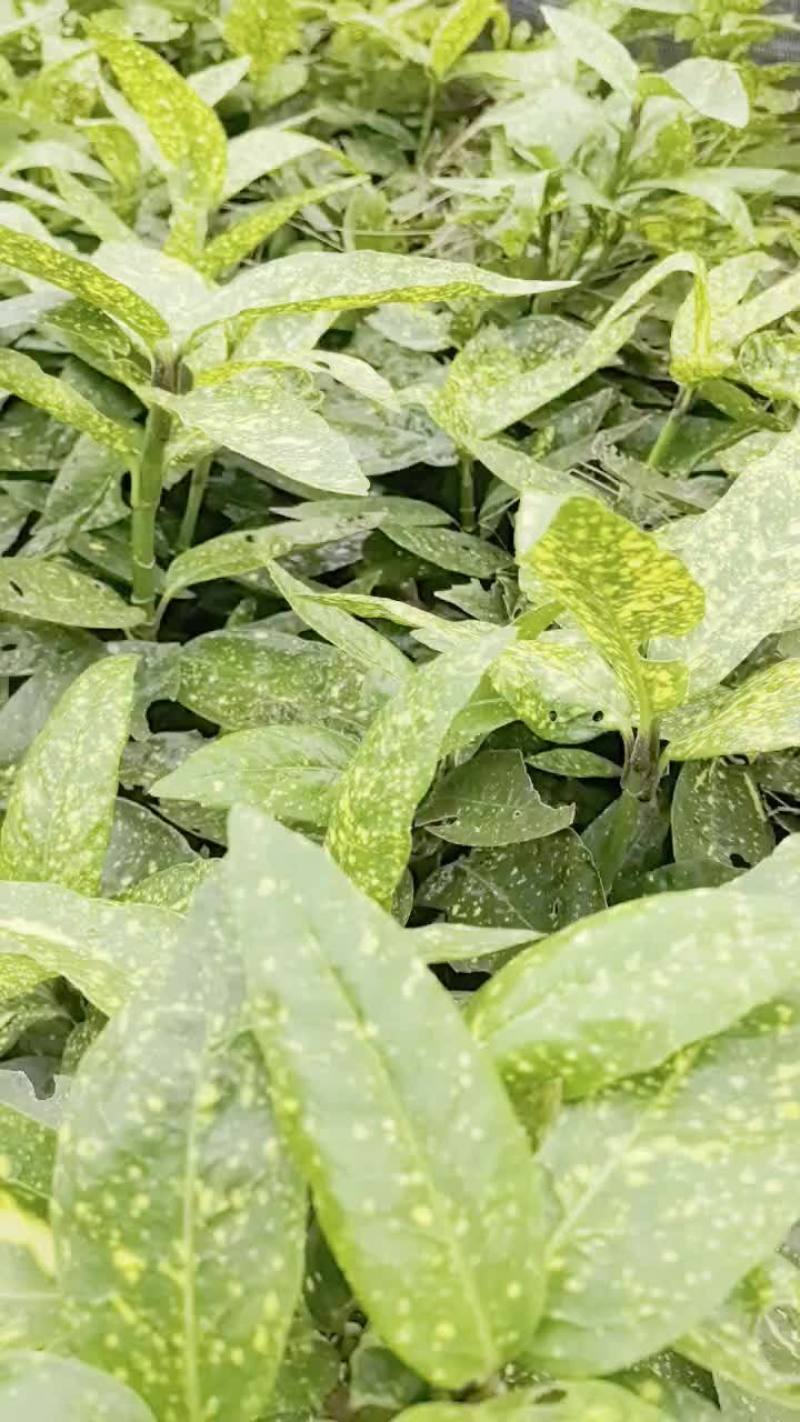 苗圃直供花境耐阴植物洒金珊瑚地苗洒金珊瑚杯苗易成活价实惠