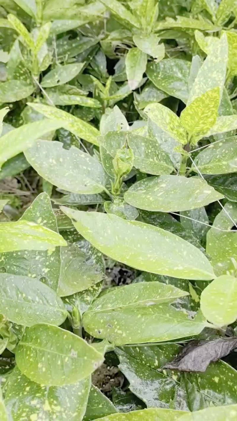 苗圃直供花境耐阴植物洒金珊瑚地苗洒金珊瑚杯苗易成活价实惠