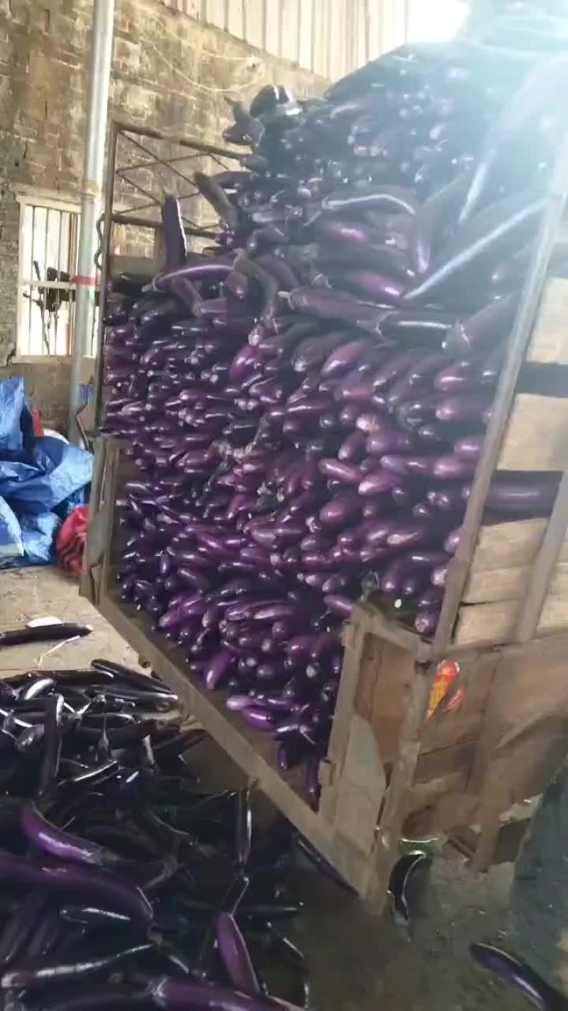 电商市场长茄子价格便宜毛毛钱