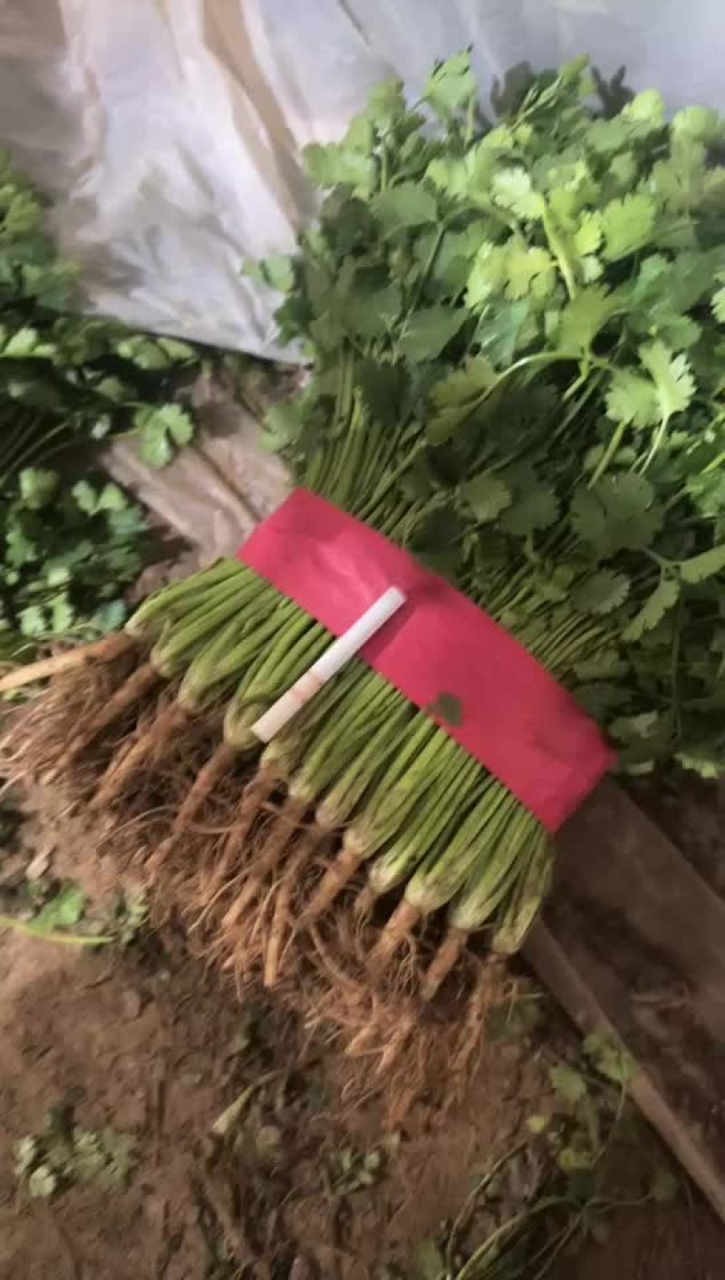 香菜