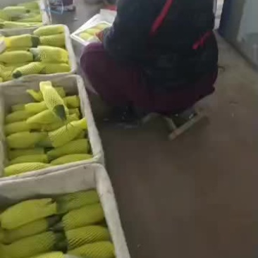 羊角蜜