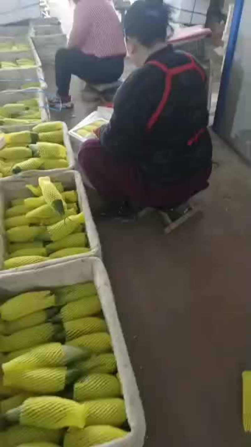 羊角蜜