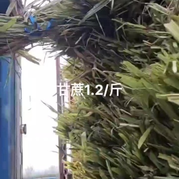 广西甘蔗