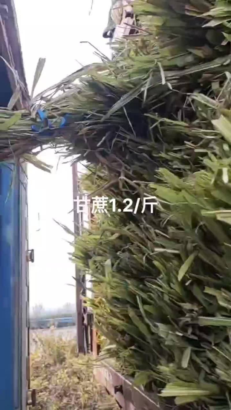 广西甘蔗