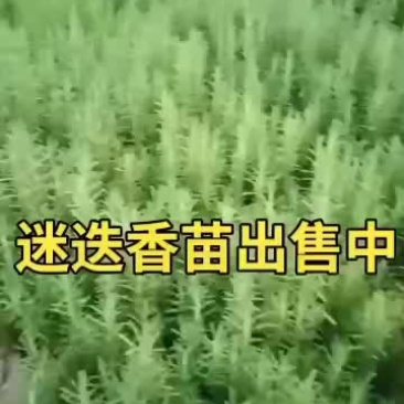 迷迭香苗