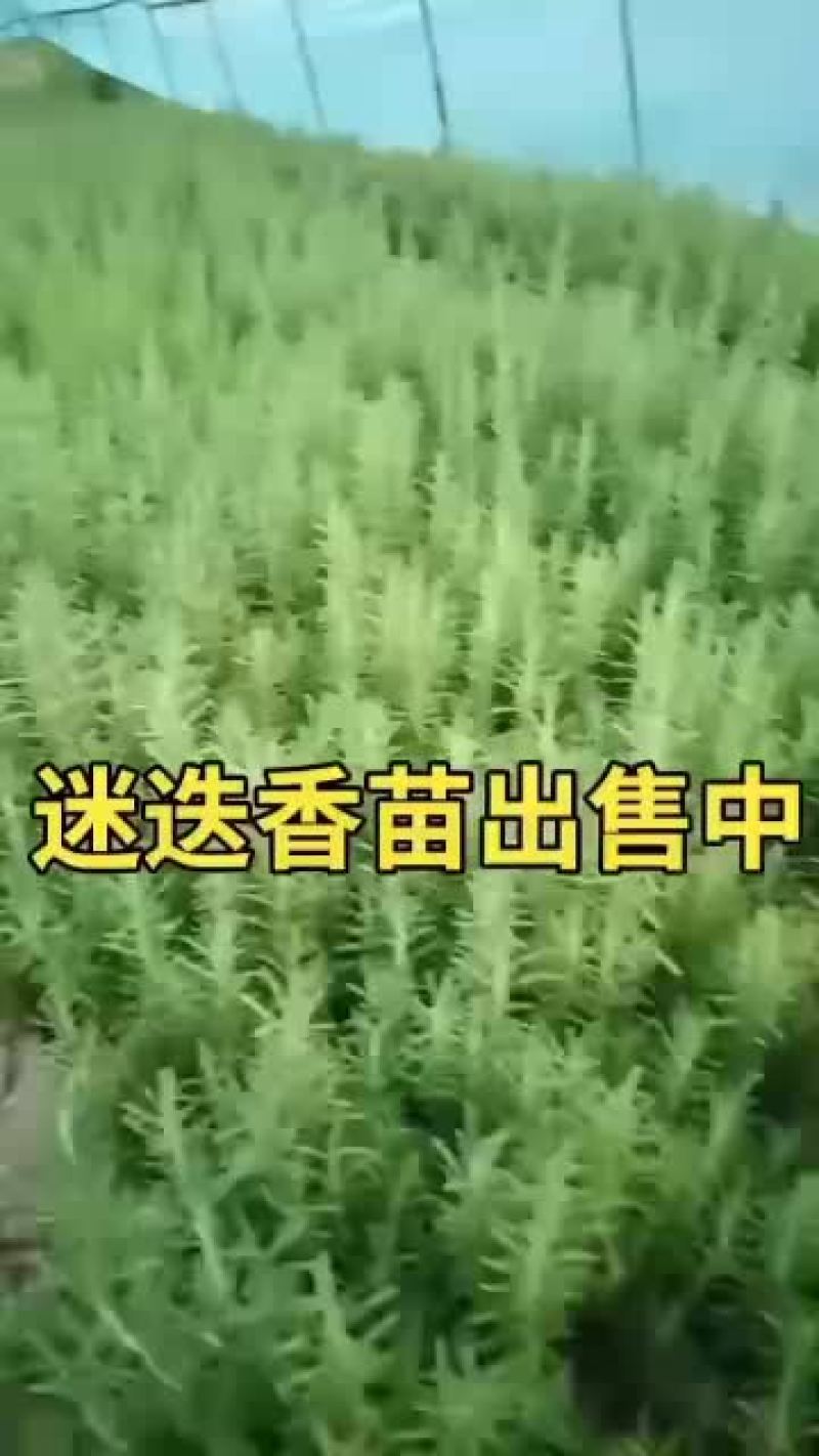 迷迭香苗