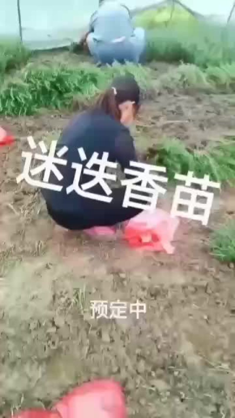 迷迭香苗