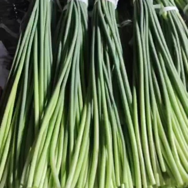 射阳精品白苔