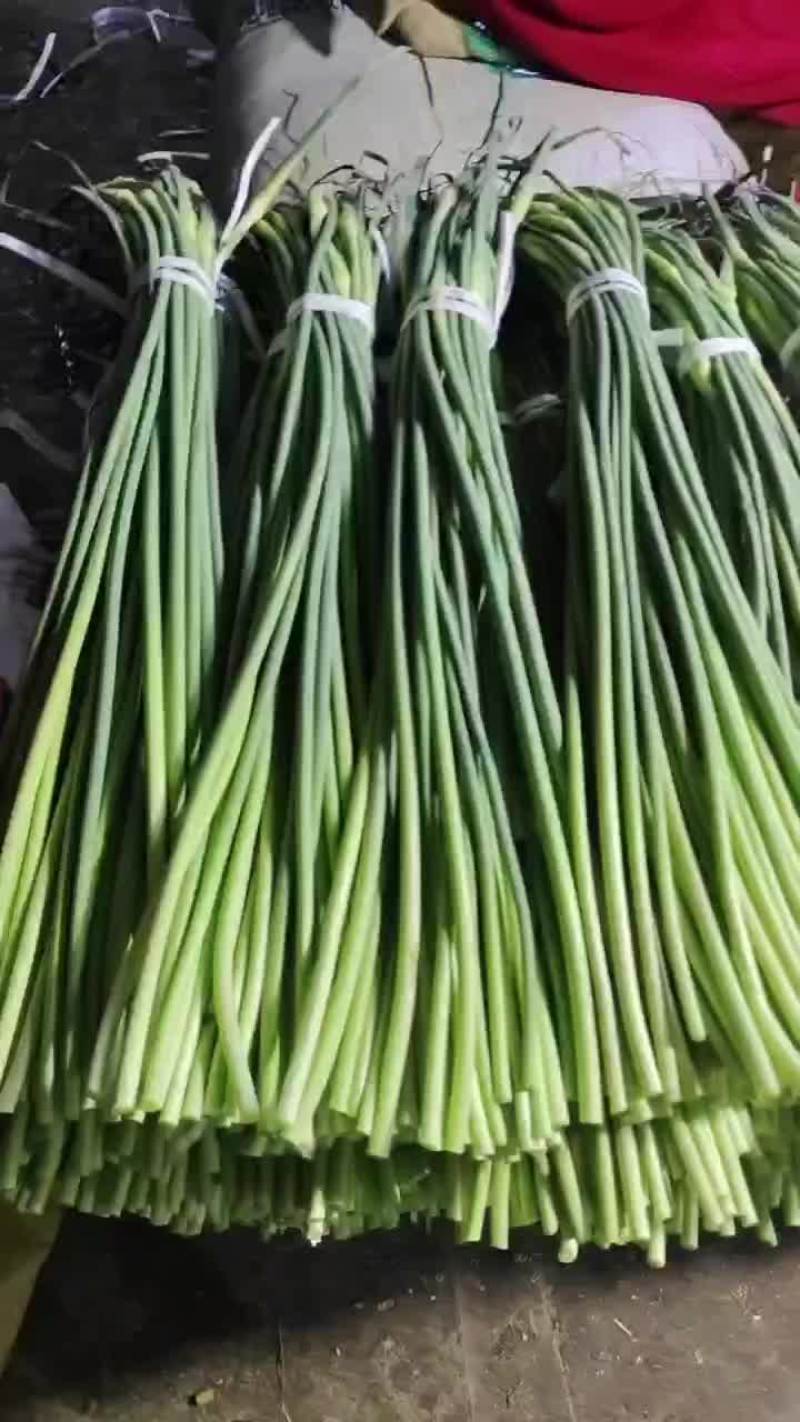 射阳精品白苔