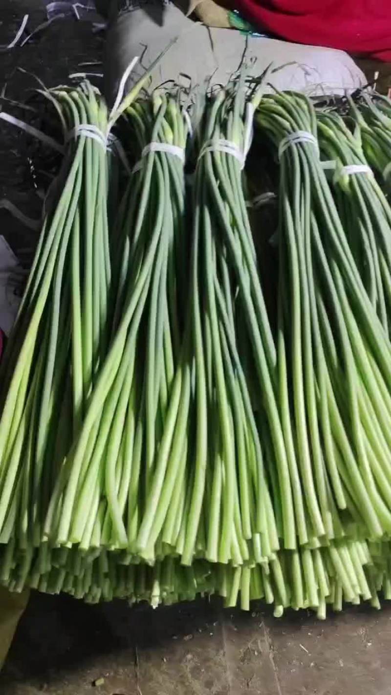 射阳精品白苔