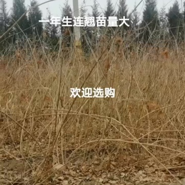 药用连翘苗