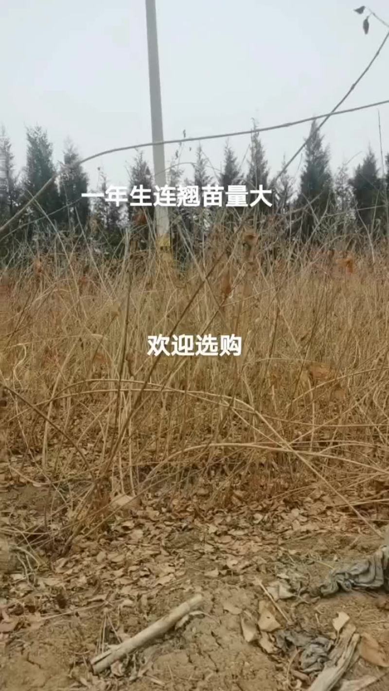 药用连翘苗