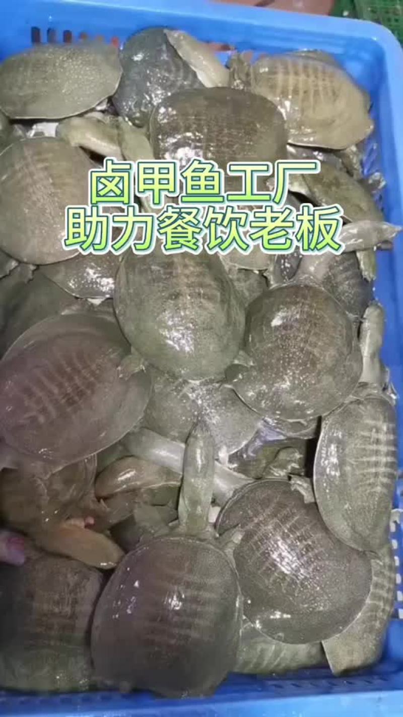 甲鱼源头养殖,供应链厂家，餐饮真空包装开袋即煮