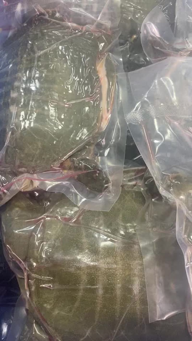 甲鱼源头养殖,供应链厂家，餐饮真空包装开袋即煮