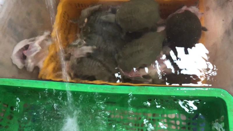 甲鱼源头养殖,供应链厂家，餐饮真空包装开袋即煮