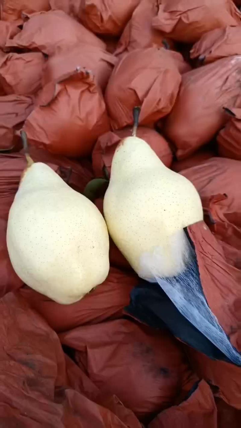 贵妃梨