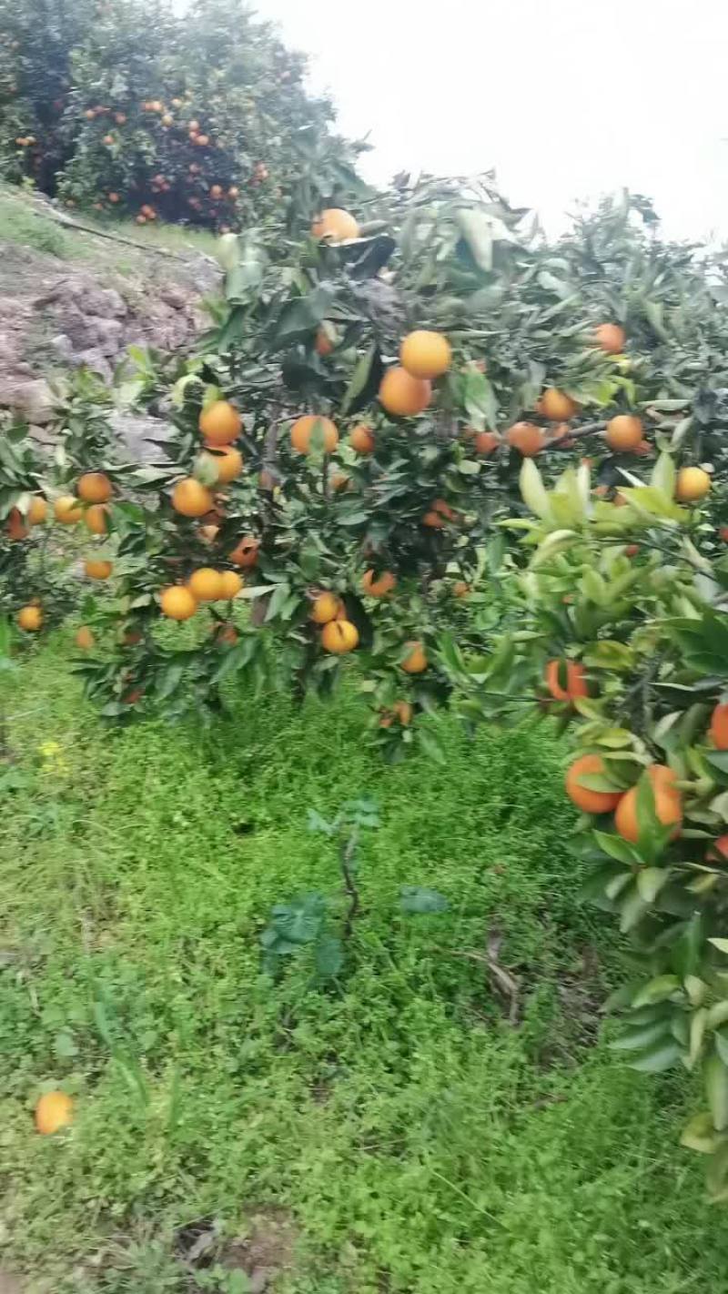 奉节脐橙