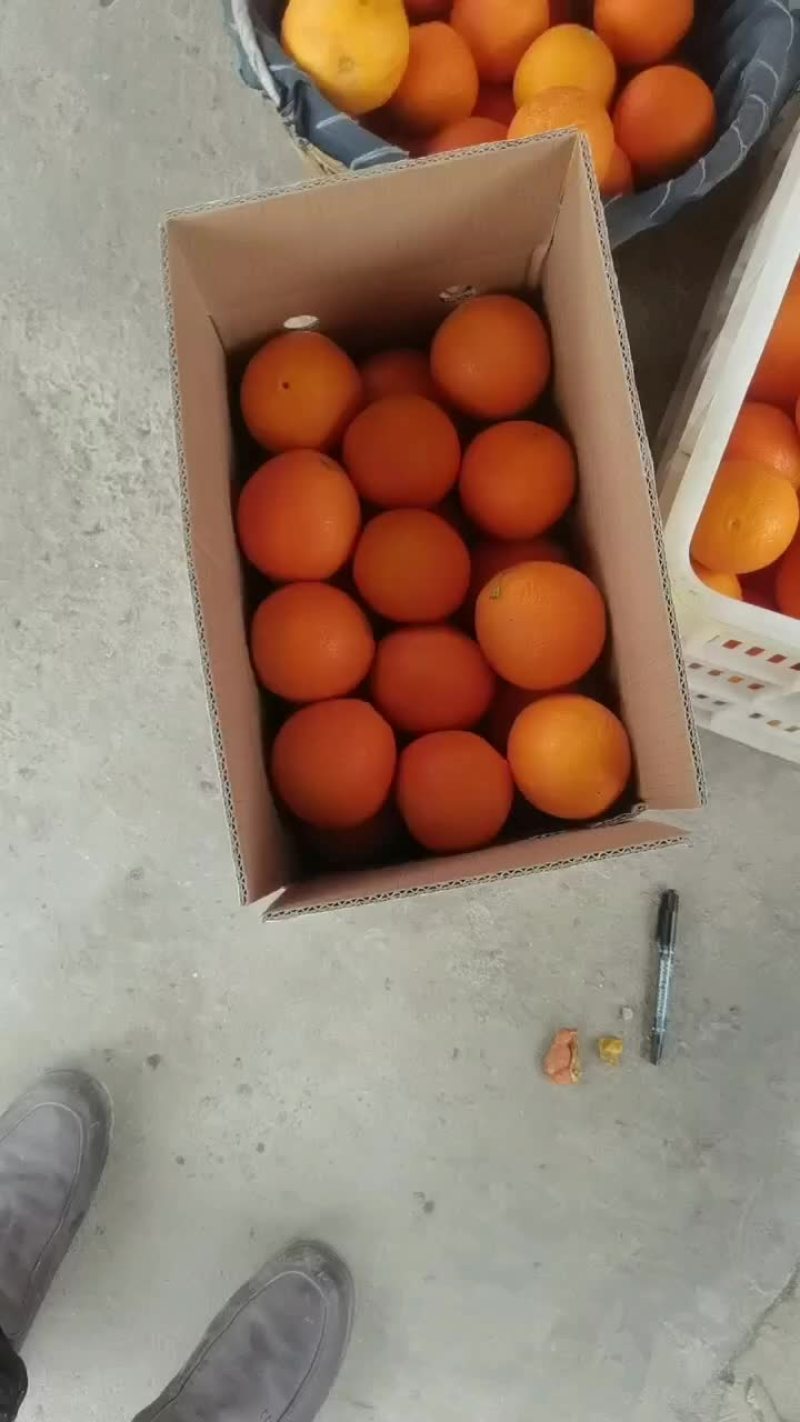 奉节脐橙