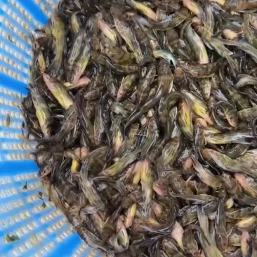 黄颡鱼苗黄骨鱼苗淡水昂刺鱼苗黄辣丁