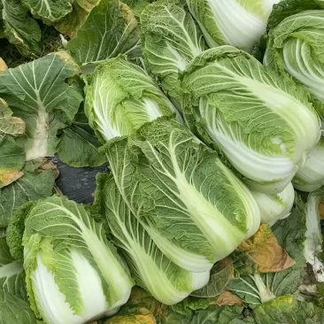 四川黄心大白菜