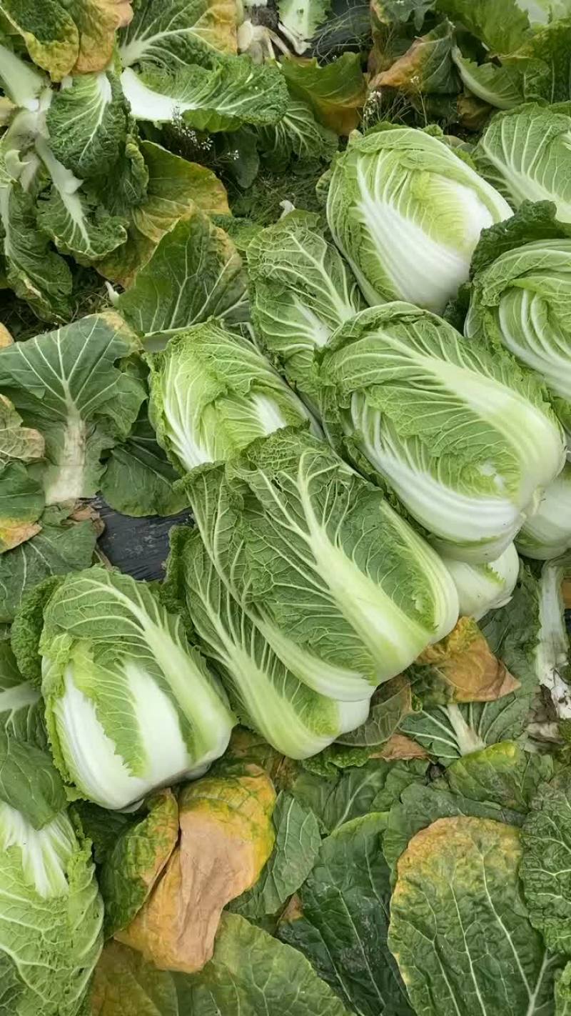 四川黄心大白菜