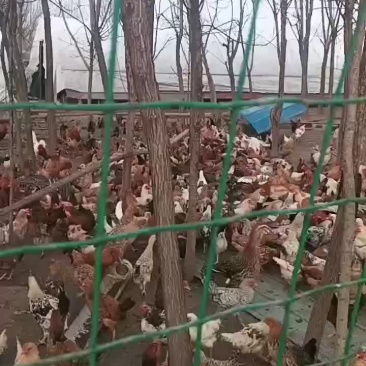 散养草鸡
