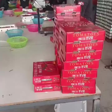 电白千禧圣女果
