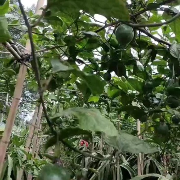 钦蜜9号