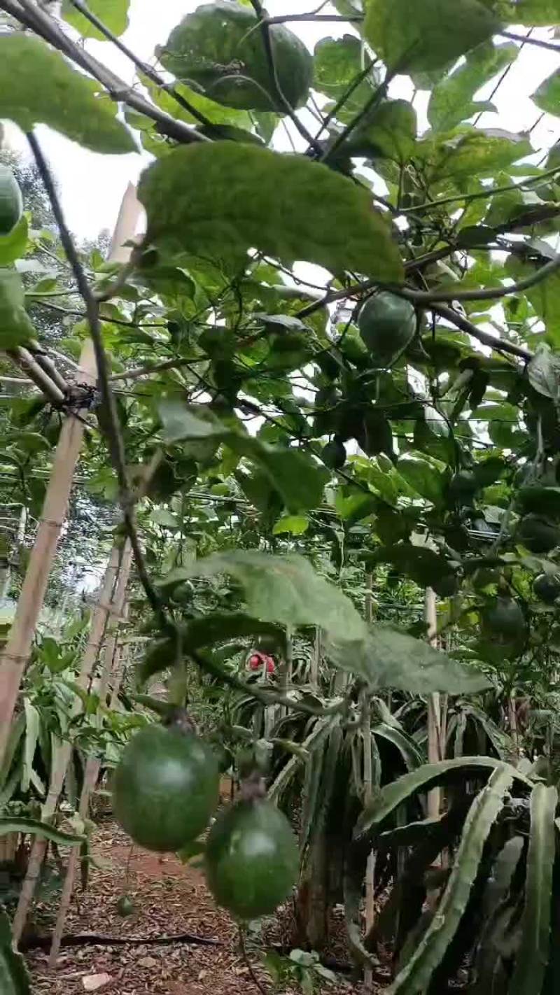 钦蜜9号