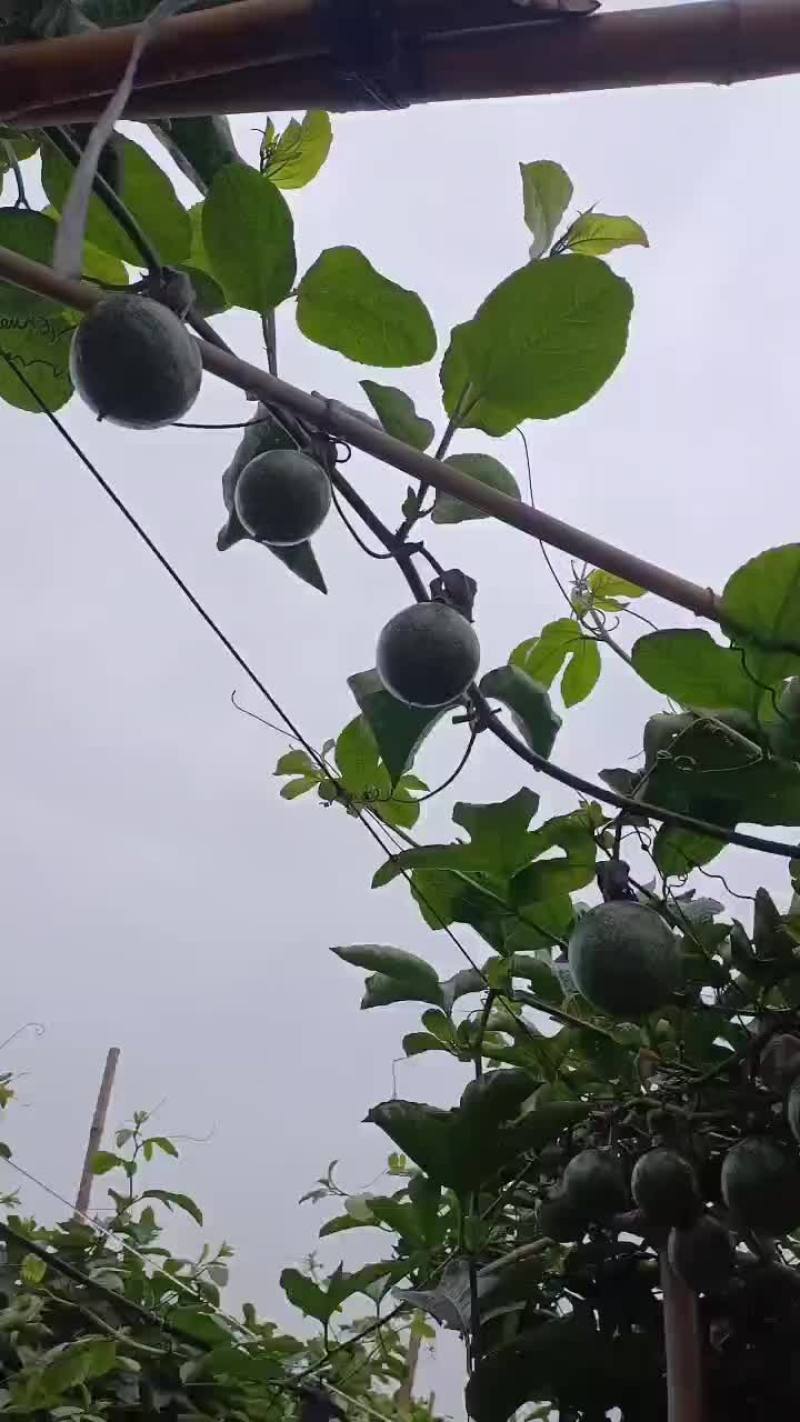 钦蜜9号