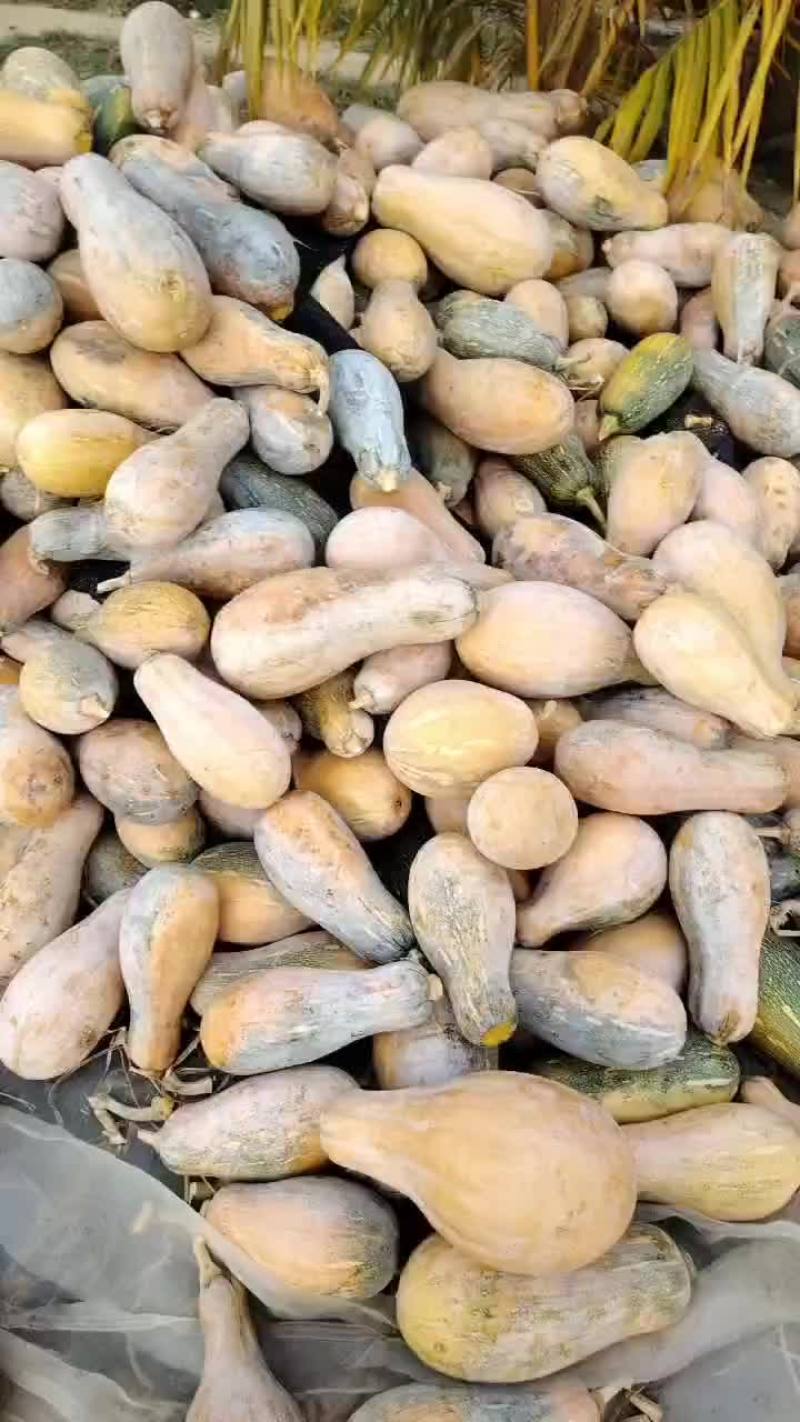 南瓜价格美丽