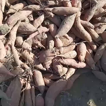 燕薯二五，小薯
