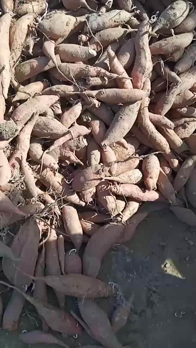 燕薯二五，小薯
