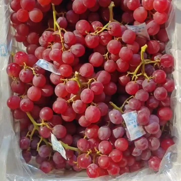 精品巨峰
