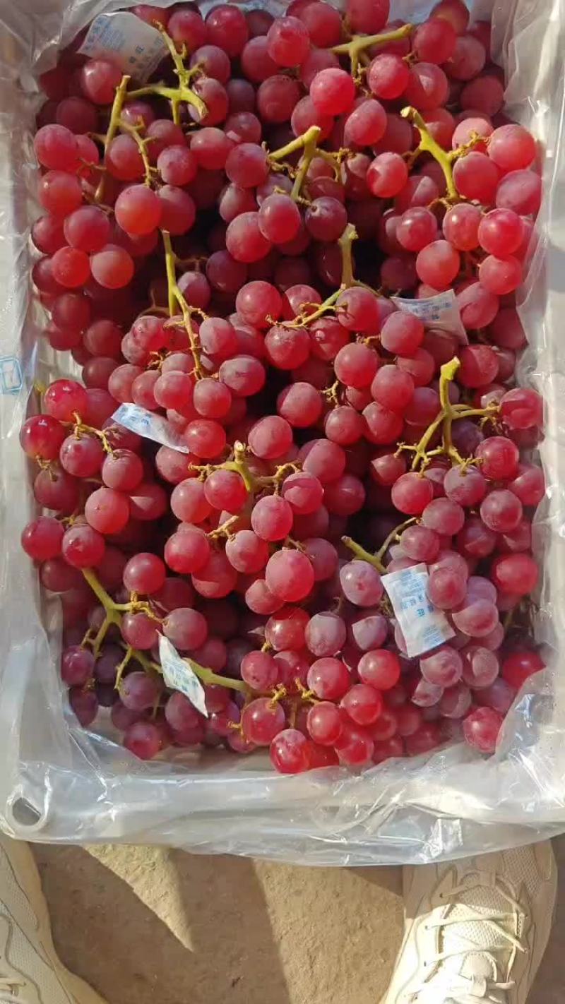 精品巨峰