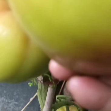 刚八七西红柿