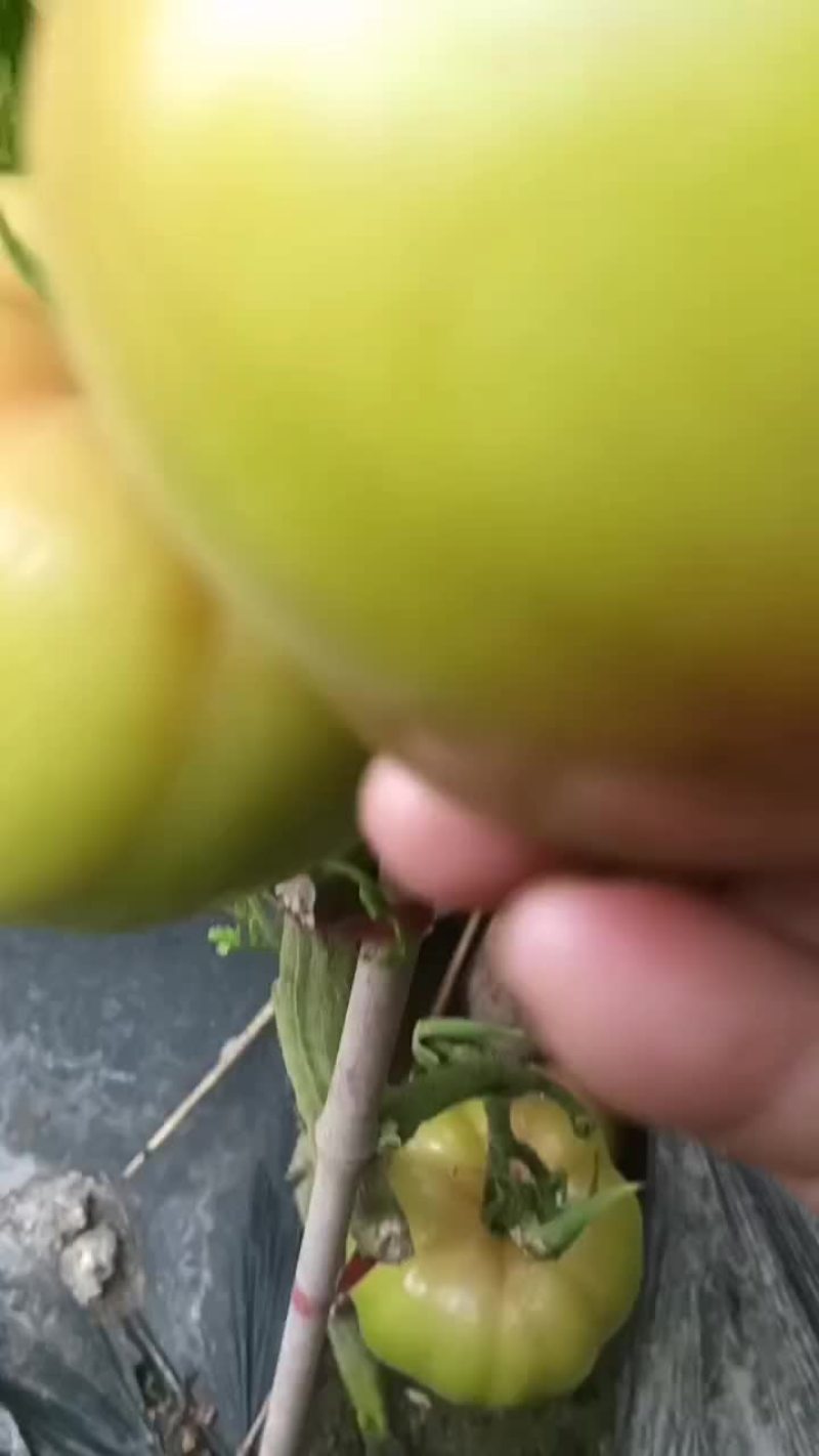 刚八七西红柿