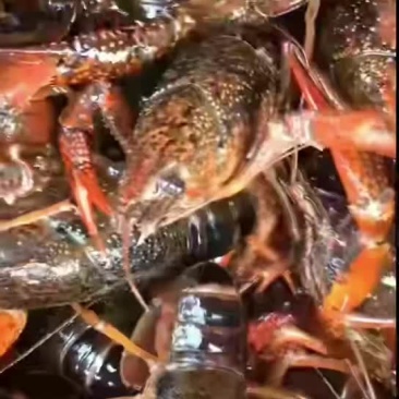 精品龙虾