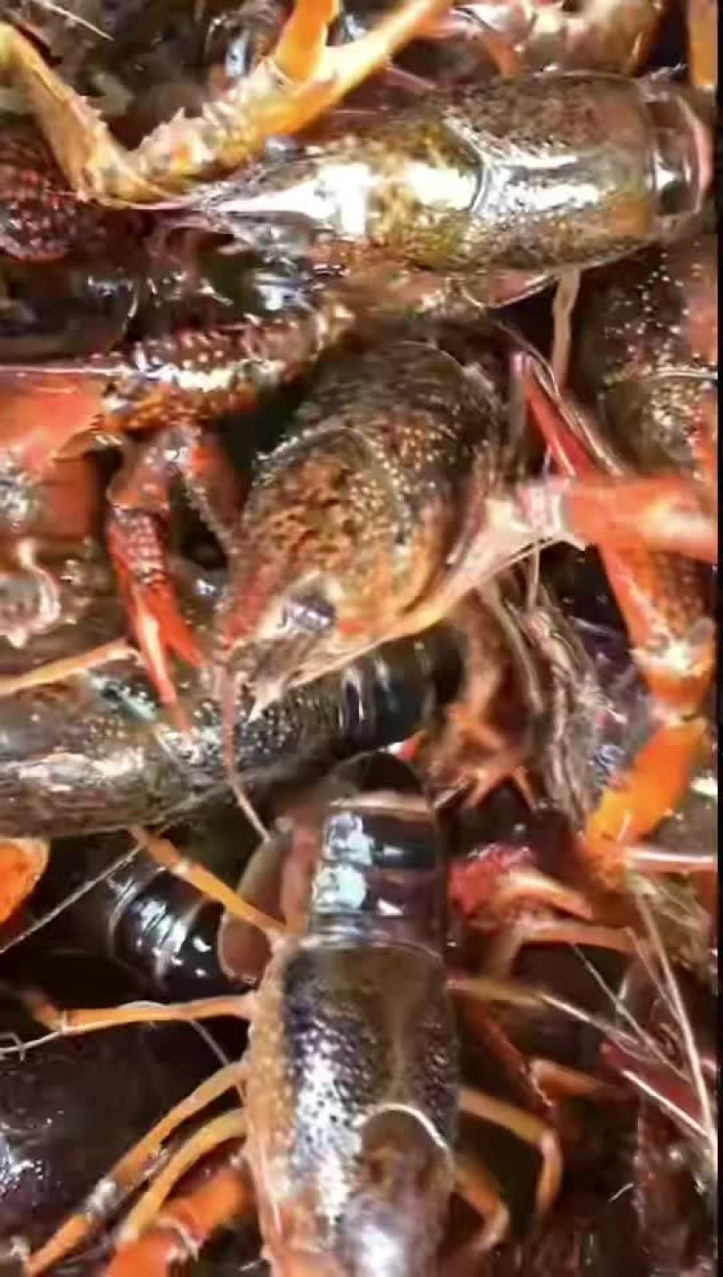 精品龙虾