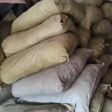丹皮须子牡丹须段常年经营各规格牡丹须子黑通红丹只做精品