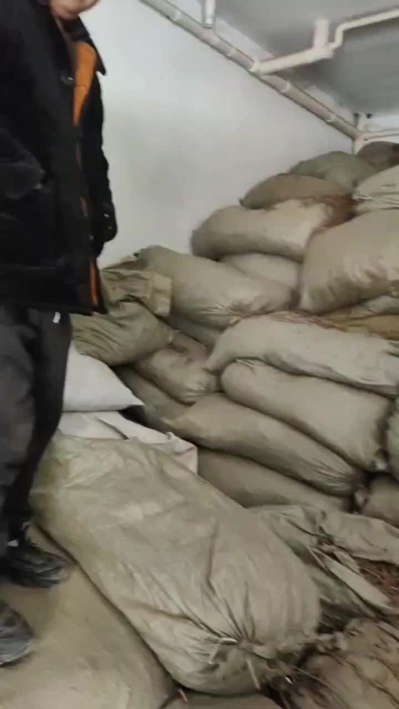 丹皮须子牡丹须段常年经营各规格牡丹须子黑通红丹只做精品