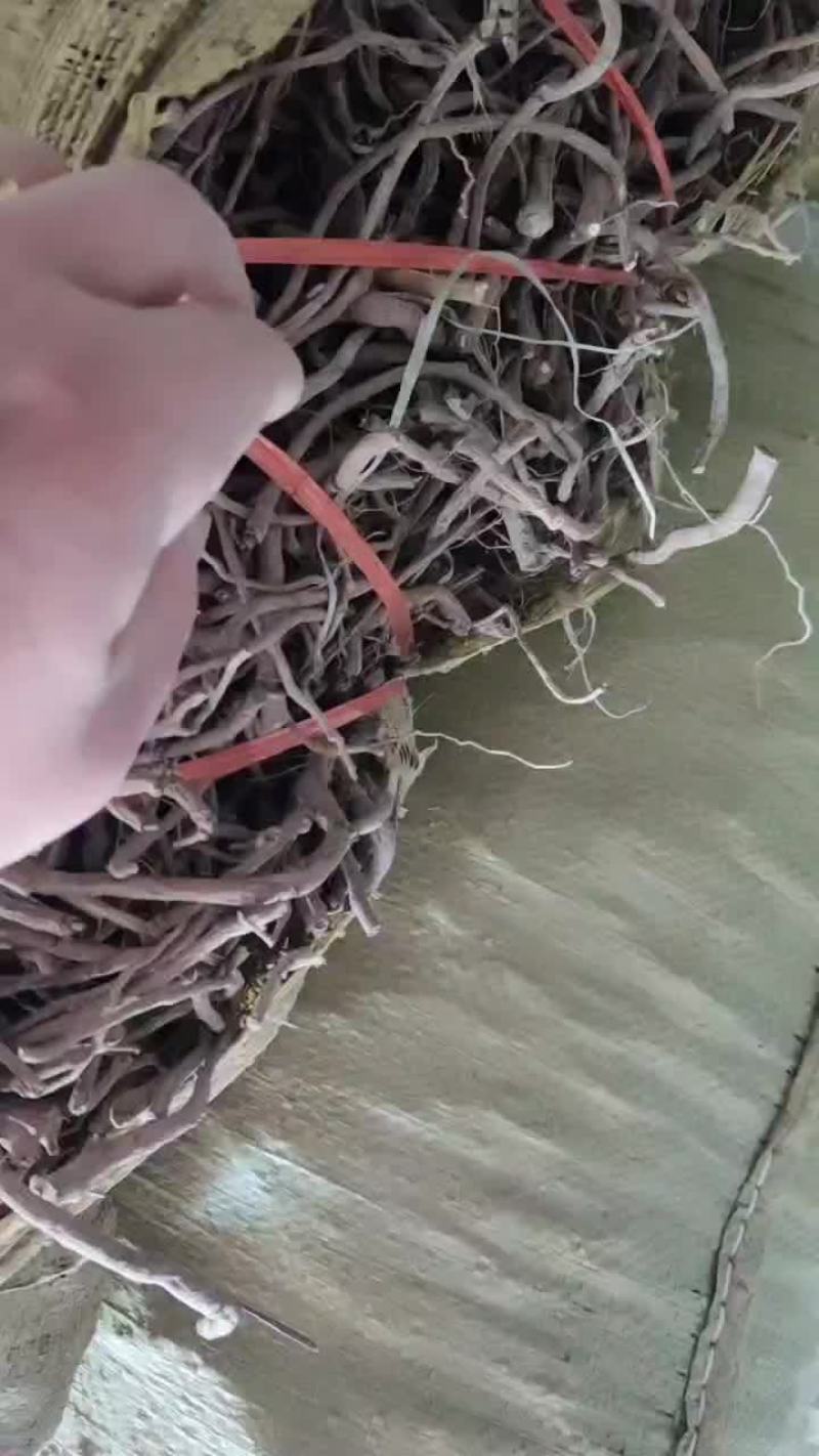 丹皮须子牡丹须段常年经营各规格牡丹须子黑通红丹只做精品