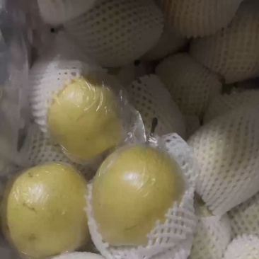 块八毛的青皮皇冠