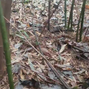 实心竹苗原产地只发货物美价廉欢迎各位大佬来选购