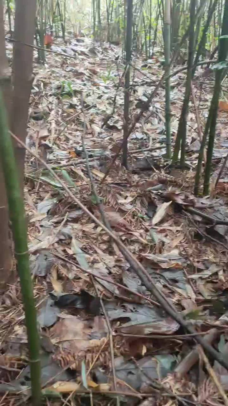 实心竹苗原产地只发货物美价廉欢迎各位大佬来选购