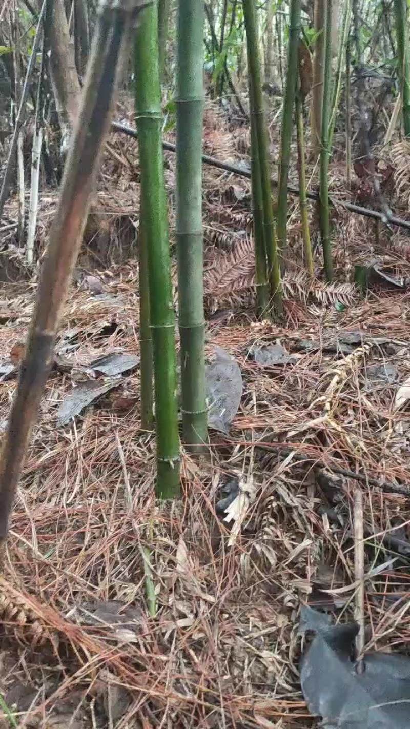 实心竹苗原产地只发货物美价廉欢迎各位大佬来选购