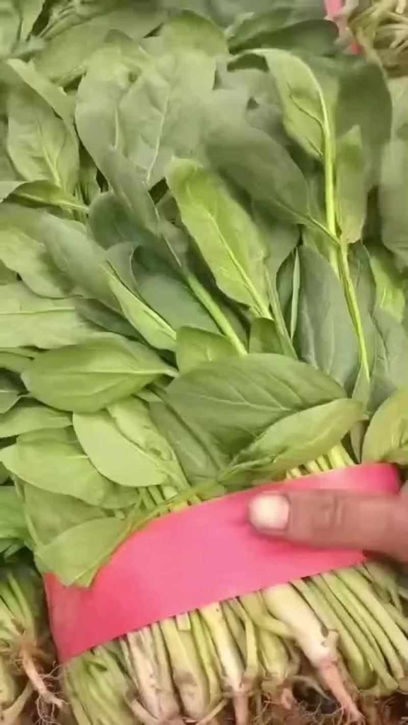 小叶菠菜