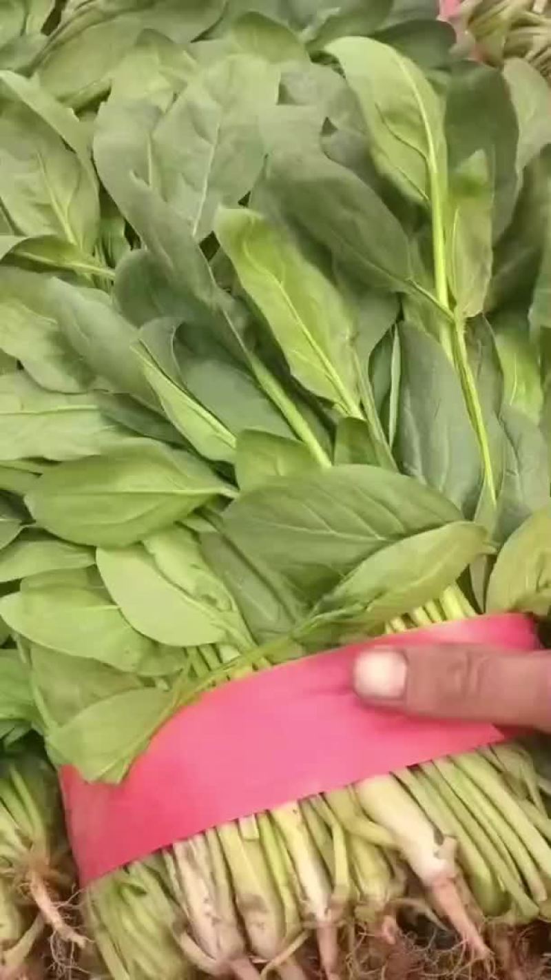 小叶菠菜